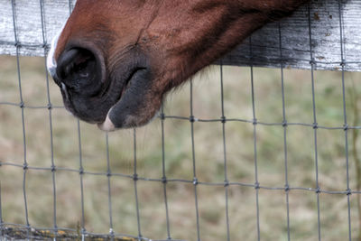 Close-up of horse mouth against fence