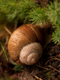 Close-up of snail on tree