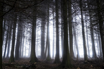 Sunlight streaming through trees in forest