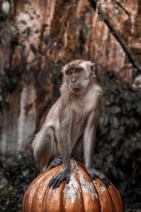 Monkey sitting on rock