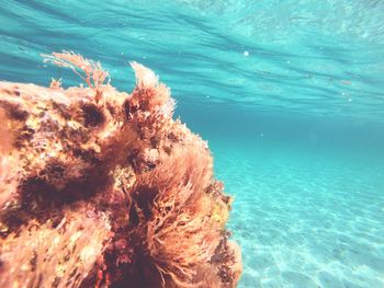 View of coral swimming in sea