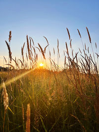 Close-up of wheat growing on field against sky