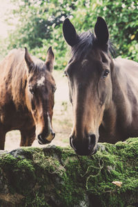 Horses in a farm