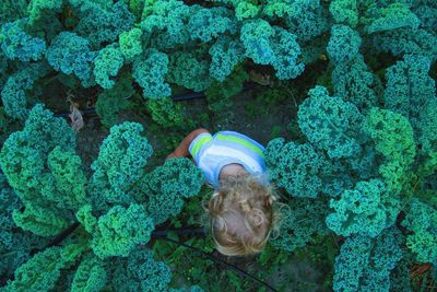 Directly above shot of child hiding amidst kale plants