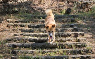 Dog running down steps in field