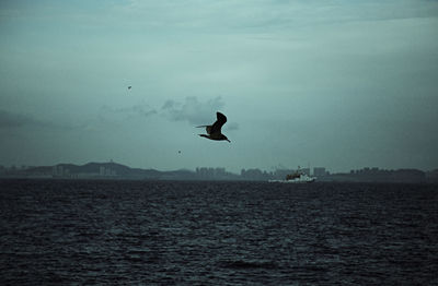 Bird flying over sea against sky