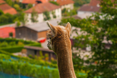 Close-up of llama looking away