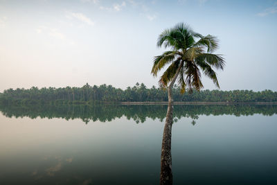 Coconut trees by lake against sky