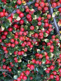 Full frame shot of red berries growing on tree