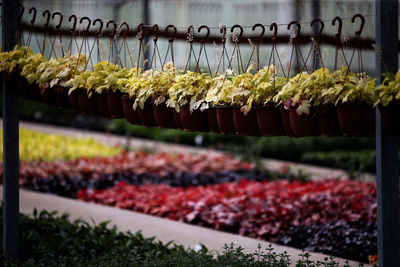 Close-up of vegetables for sale