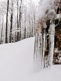 Snow covered land and trees in forest