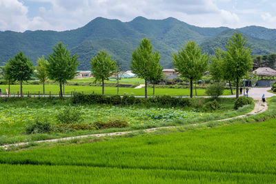 Scenic view of agricultural field against mountain