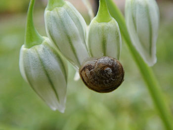 Close-up of snail on plant