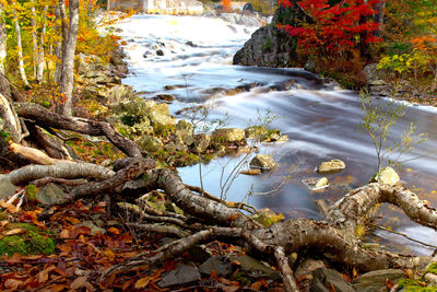 Stream flowing through forest