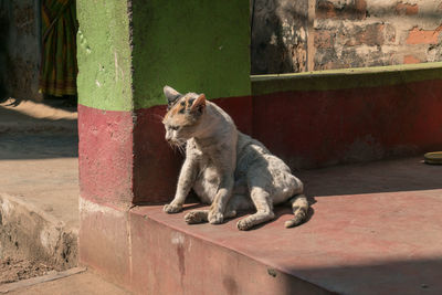 Cat sitting on wall