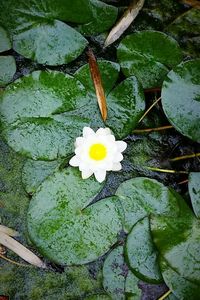 High angle view of heart shaped flower