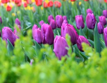 Close-up of purple tulips