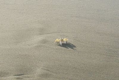 High angle view of eagle on sand