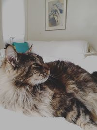 Close-up of cat resting on bed at home