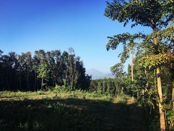 Low angle view of trees against clear blue sky