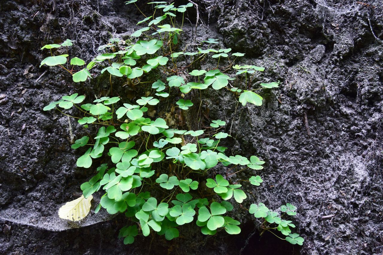 HIGH ANGLE VIEW OF FLOWERING PLANT ON MOSS COVERED TREE TRUNK