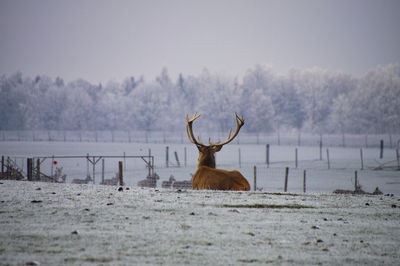 Deer on snow covered land