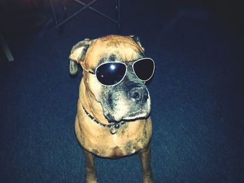 Portrait of dog on sunglasses