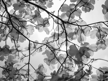 Low angle view of leaves against sky