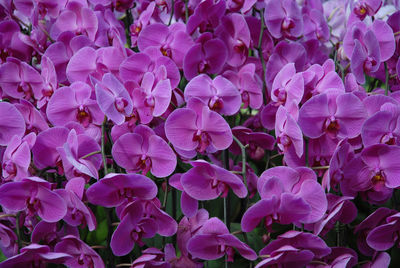 Close-up of purple flowers blooming outdoors