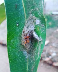 Close-up of insect on leaf