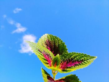 Low angle view of plant against blue sky