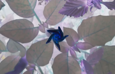 High angle view of insect on purple flower