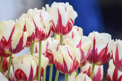 Close-up of pink flower