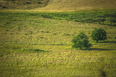 Scenic view of green landscape