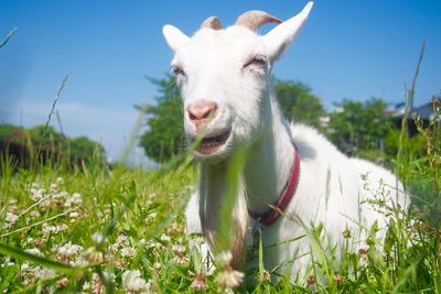 Close-up of white goat on field