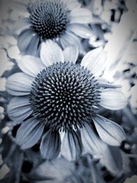 Close-up of flowering plant