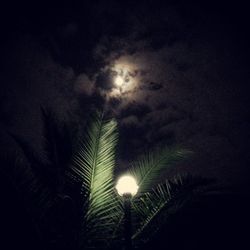 Low angle view of illuminated tree against sky