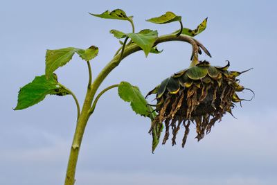 Low angle view of plant against sky