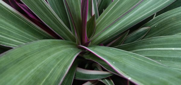 Full frame shot of green leaves