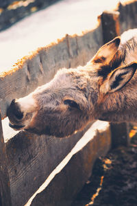 Donkey at a wooden fence