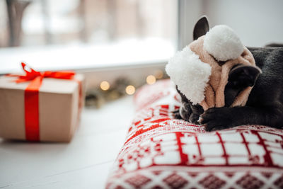 Close-up of dog sitting on bed at home