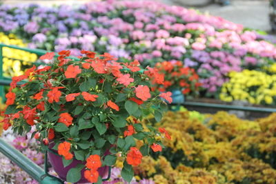 Close-up of red flowering plants