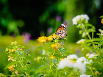 Butterfly pollinating on flower