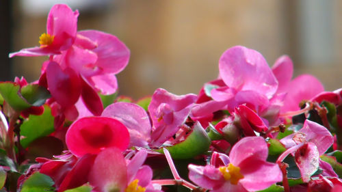 Close-up of pink flowers