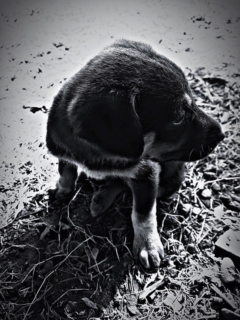 CLOSE-UP OF A BLACK DOG