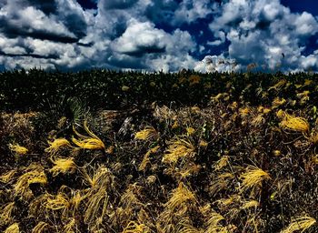 Plants growing on field against sky