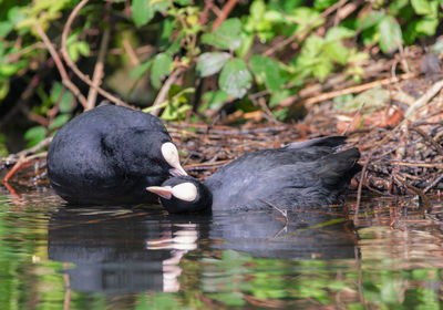 Black swan eating a lake