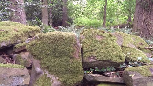 Trees in forest