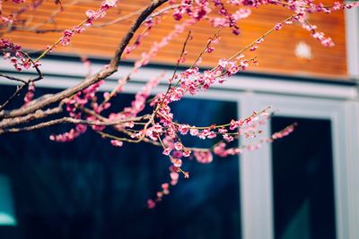 Close-up of branch hanging outdoors