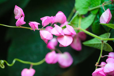 Close-up of pink flowering plants